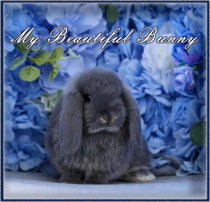 Piękny Królik Mini Lop - Blue Otter