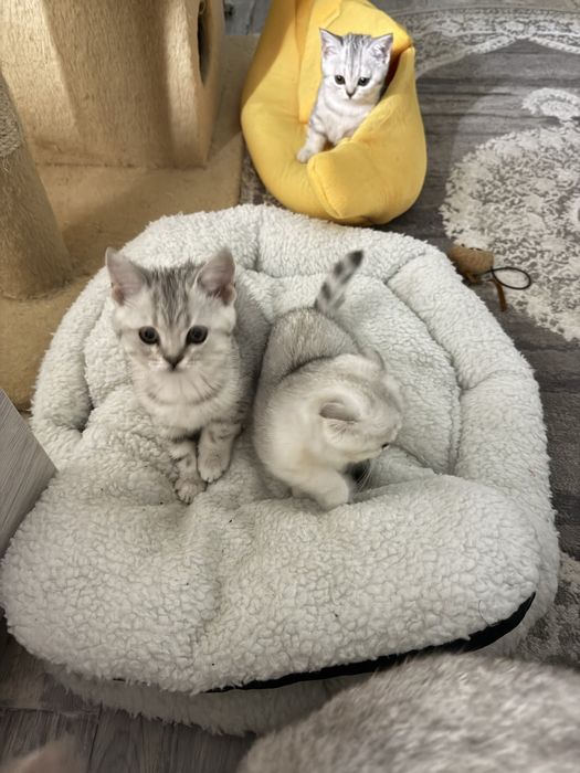 Без кота і життя не те! Мілота!!!