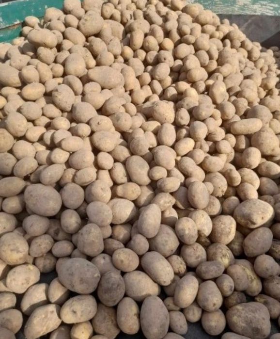 Ziemniaki Soraya, Queen Anna