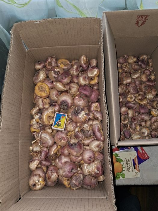Продаж Квіти Гладіолуси Рожеві