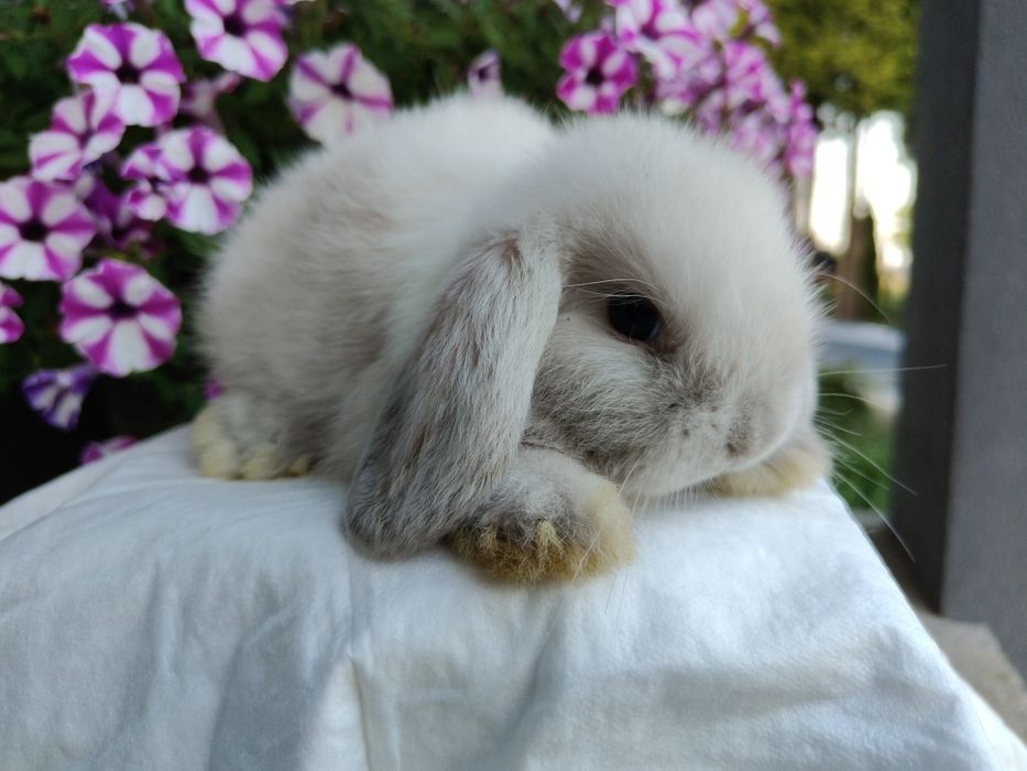 Mini Lop królik gotowe do odbioru