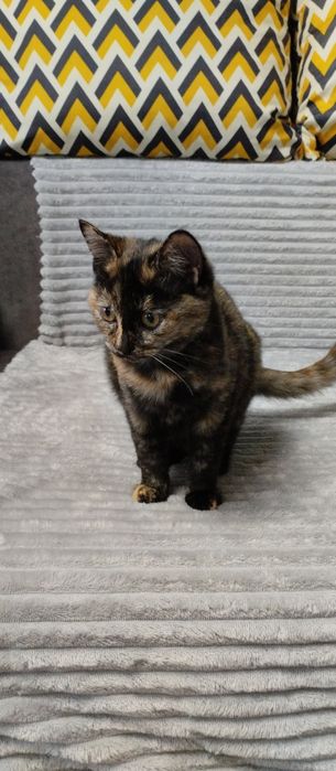 Кошенята у добрі руки , шукають родину .