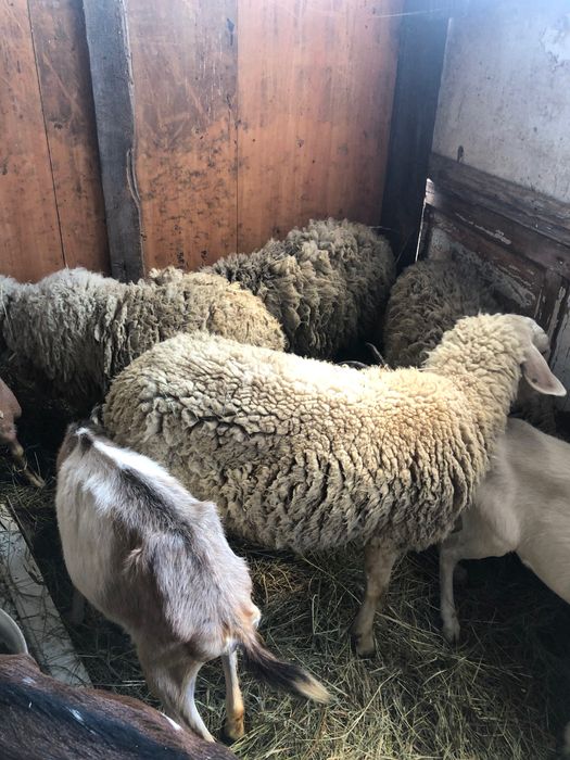 Продам овець і баранів