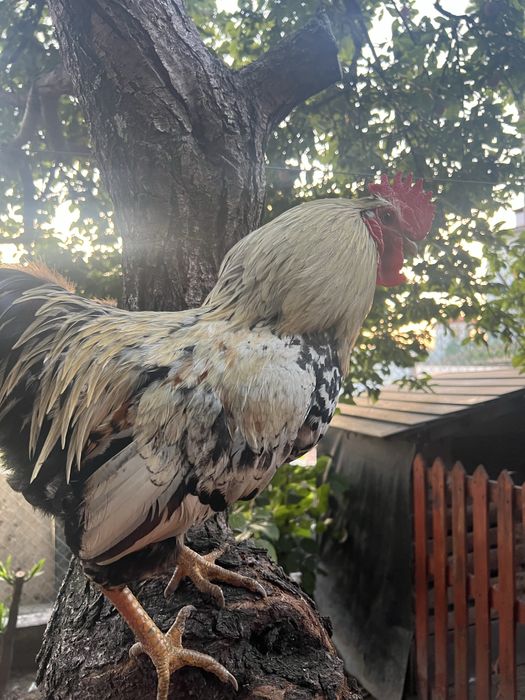 Par de galos/ granizos wyandotte