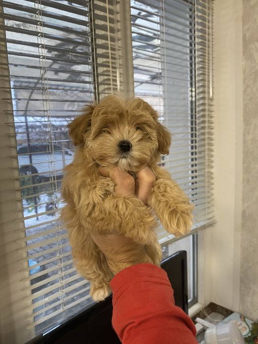 Гарні цуценята мальтіпу