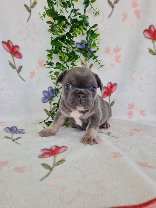 Excelente  blue tan Bulldog/Bouledogue Frances de Qualidade