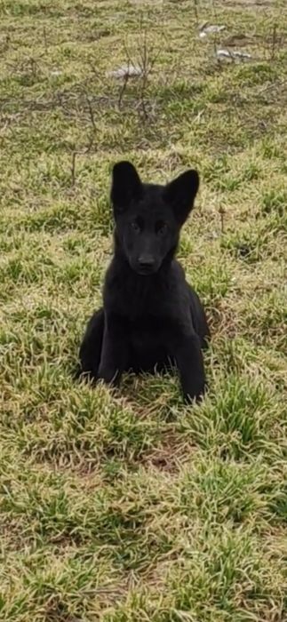 Продам щенков немецкой овчарки