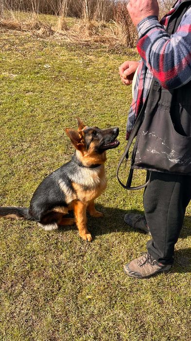 Owczarek Niemiecki Krótkowłosy FCI SZCZENIAK piesek  czarny podpalany