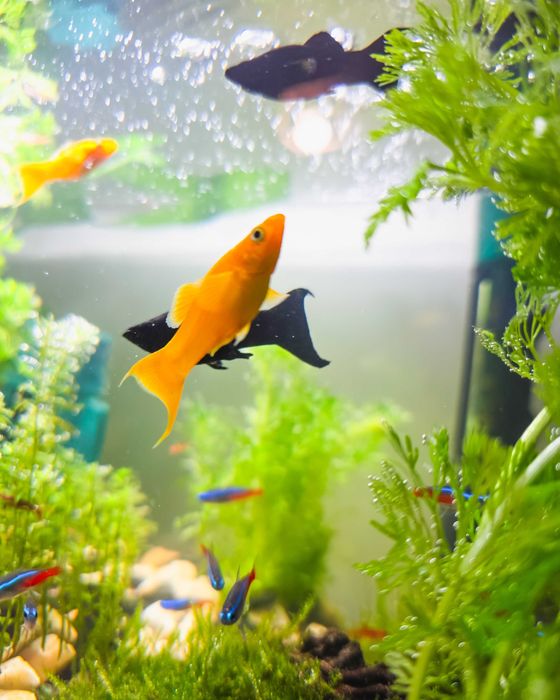 Oddam w dobre ręce 4 samce molinezji