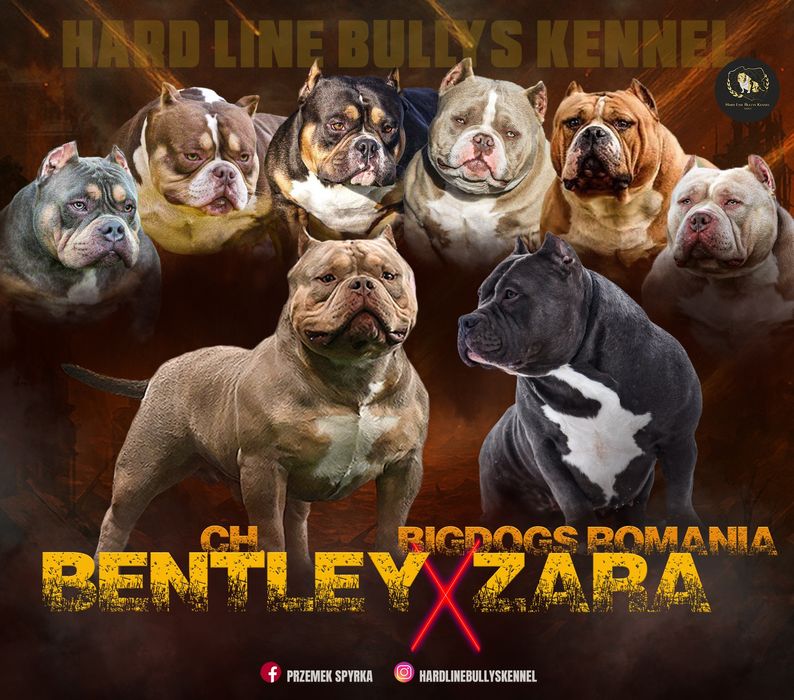 American Bully Pocket pies