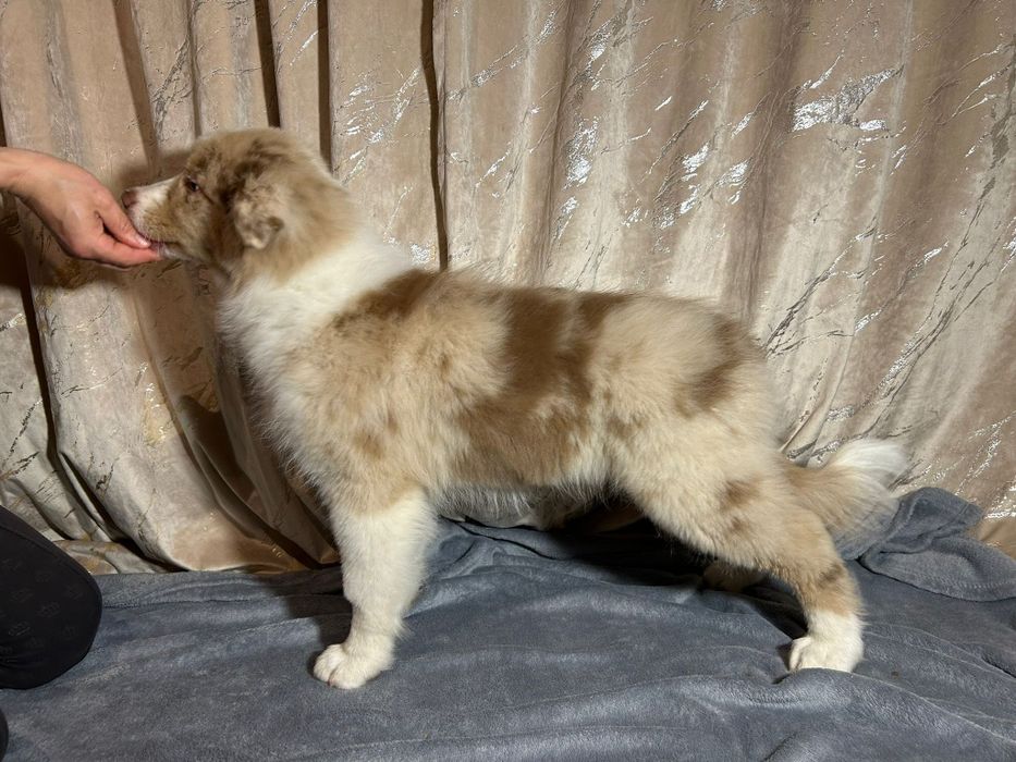 Owczarek australijski sunia