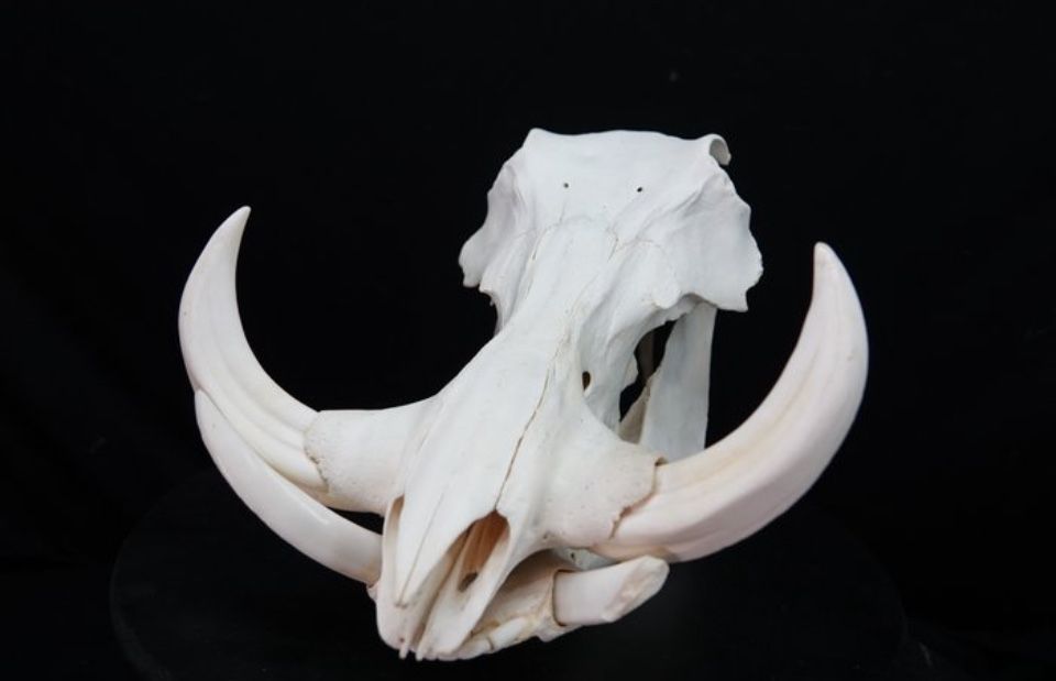 Crânio Javali Africano