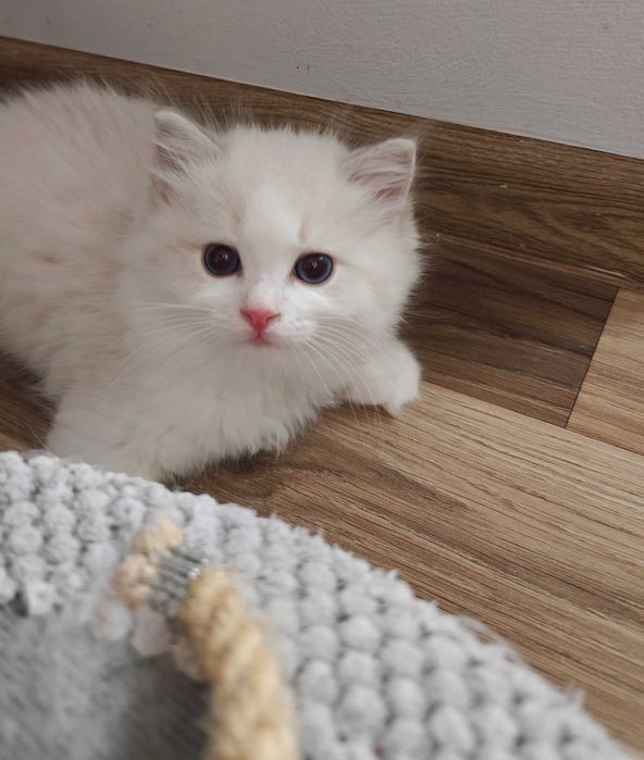 Alice: kotka Ragdoll odważna słodka, piękna, towarzyska, hodowla od 12 lat, prawdziwy rodowód FPL, kwintesencja rasy wychowywana z nastolatką