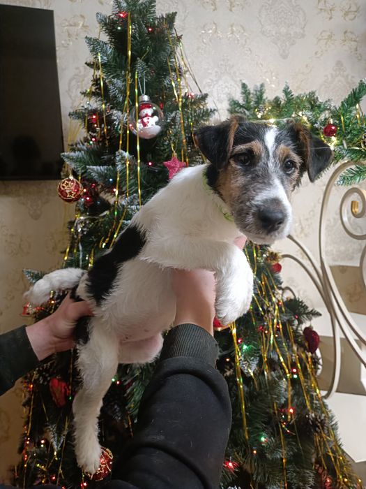 Родословная привитая девочка Фокс