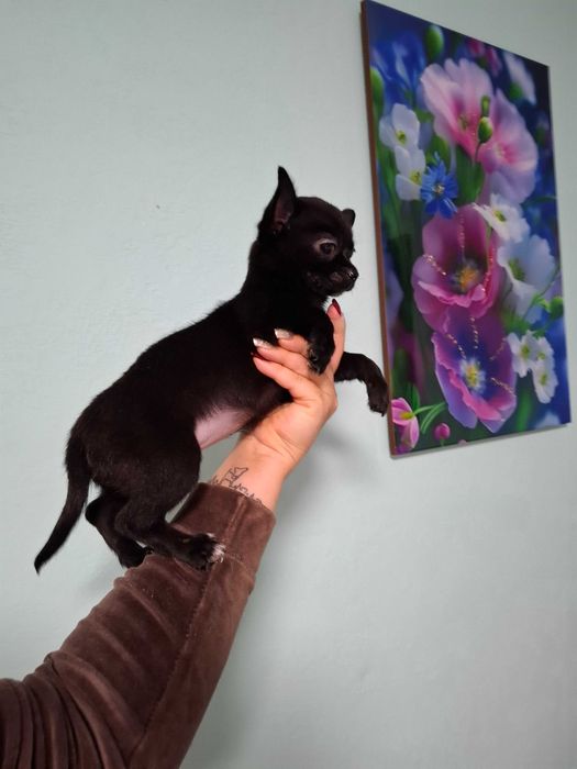 Czarna suczka rasy chihuahua jest gotowa do nowego domu.