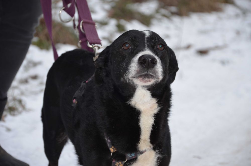 Frania do pokochania - adopcja