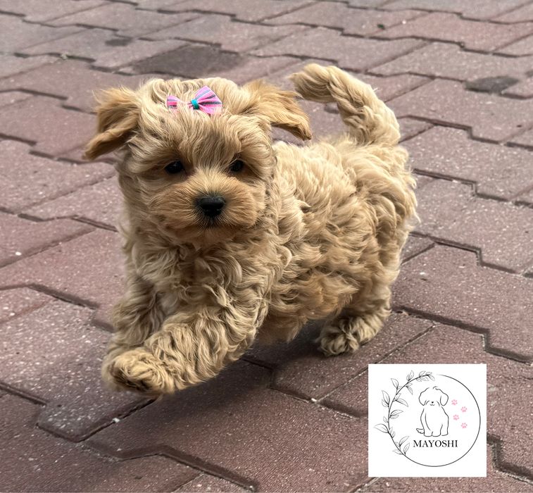 CLARA do odbióru Maltipoo F1 Suczka Mini Badania genetyczne Wyprawka Paszport Maltanczyk Pudel Toy