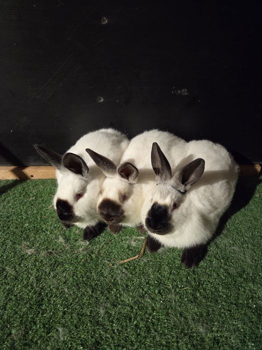 Króliki kalifornijskie młode samice i samce