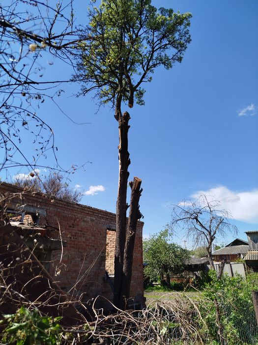 Спил і чистка дерев