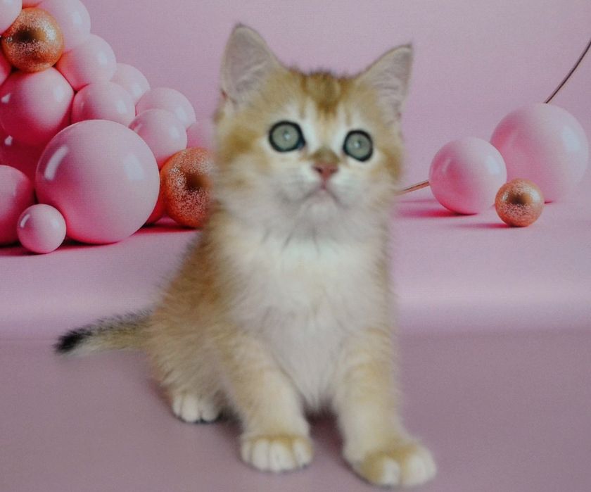 Золота шиншила / гарнюня