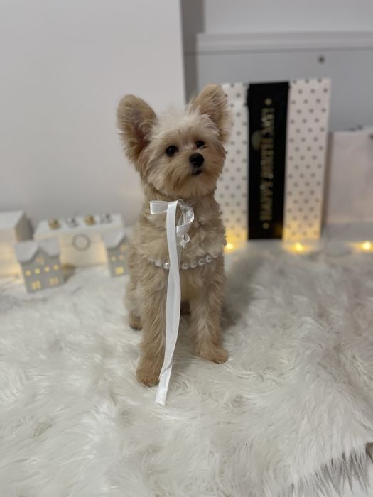 Помапу — Наймякші лапки цього літа