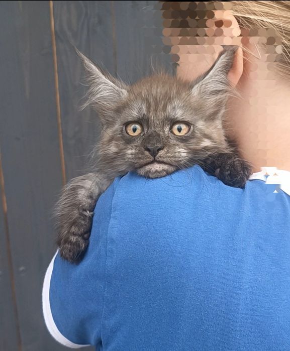 Maine Coon kotka