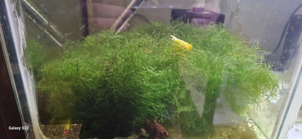 Wątrobowiec Pelia "Monosolenium tenerum"