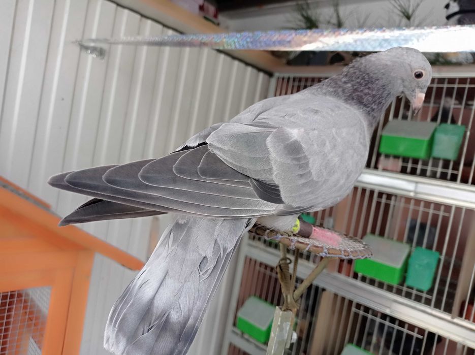 Pombos picas  para voo livre