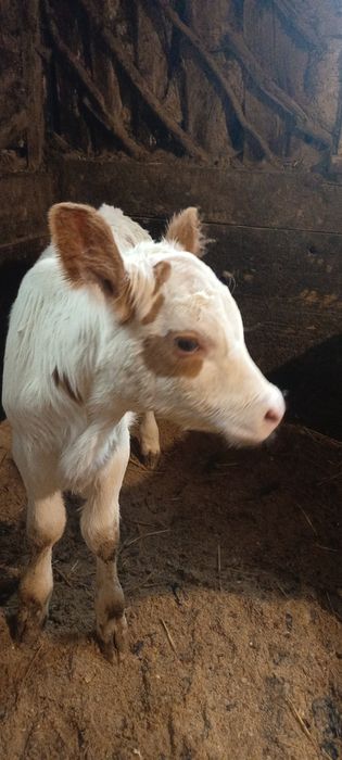 Продам молочную тёлочку