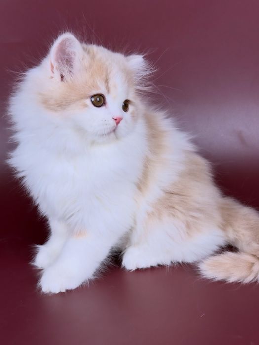 Шотландське кошеня, хлопчик.