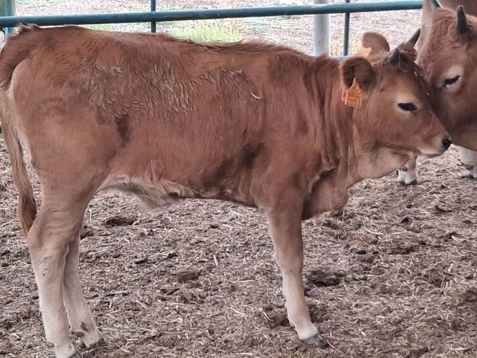 Animais de raça Cachena