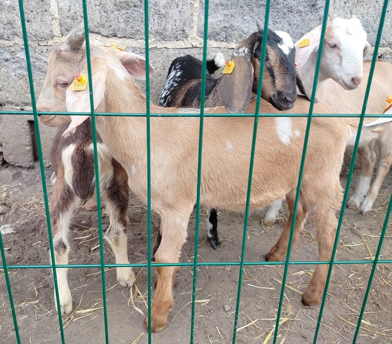 Koziołki, koziołek anglonubijski, miks An,
