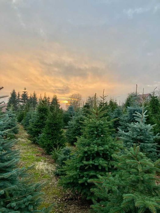 Choinki, drzewka świąteczne, plantacja