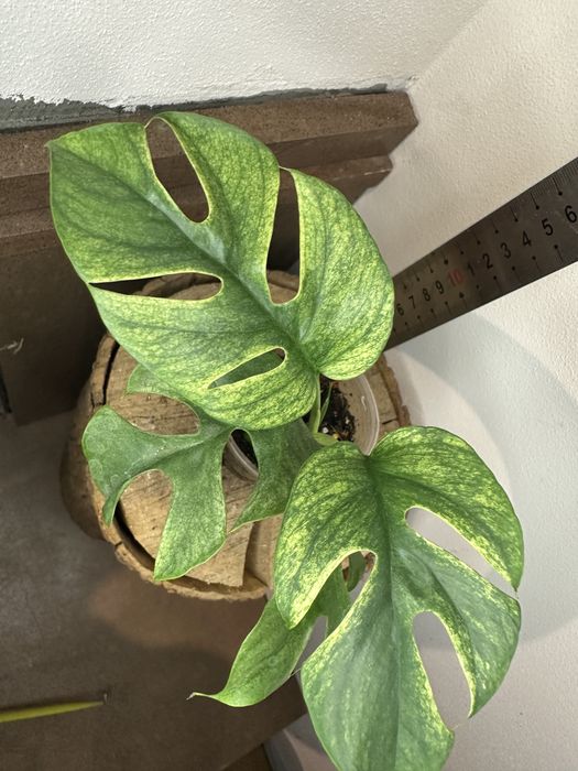 Рафідофора Тетрасперма Монстера Tetrasperma Minima 'White Monster'