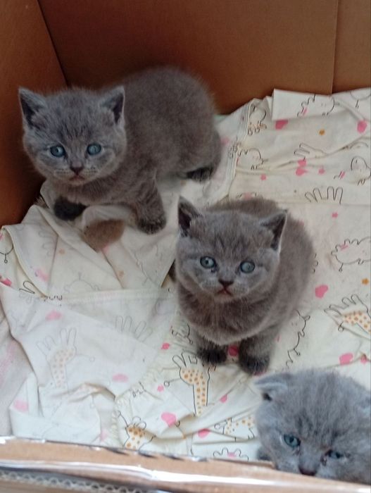 Шотландські котенята