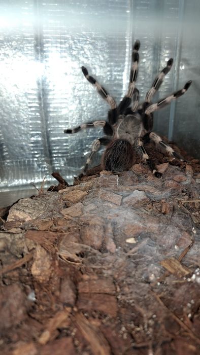 Nhandu chromatus samica