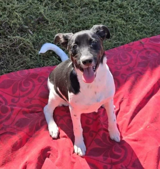 WIARA-ok 1 rok sunia uratowana wraz z rodzeństwem w Bułgarii