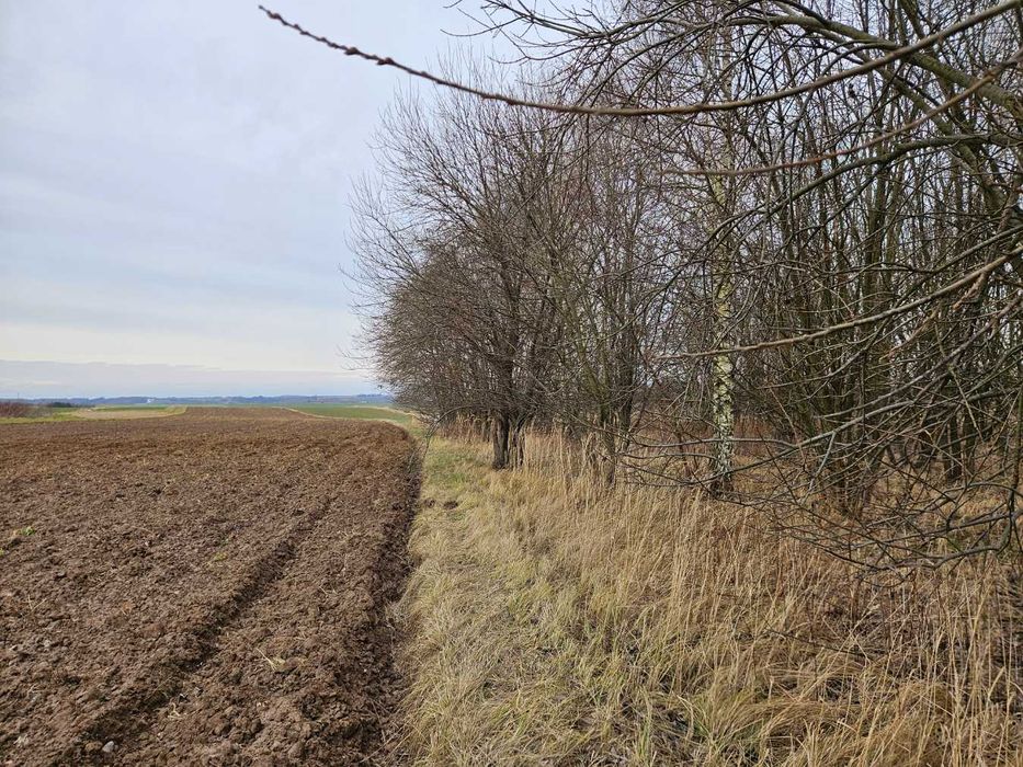 Działka leśna, las, Zgłobień