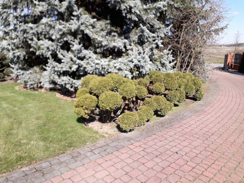 cięcie żywopłotów Formowanie krzewów ozdobnych pielęgnacja ogrodu