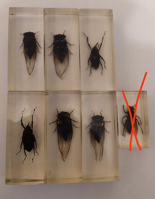 Насекомые в эпоксидной смоле