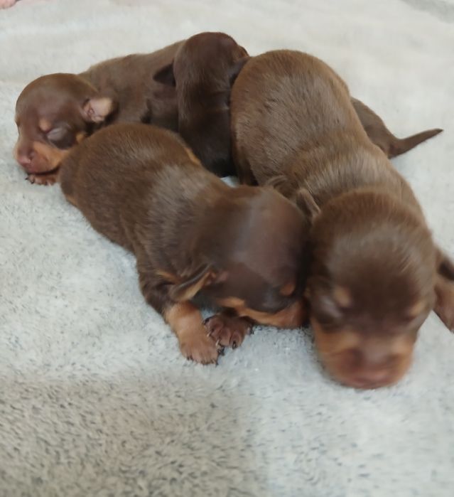 Кукольні чистокровні дітки трй-тер'єра