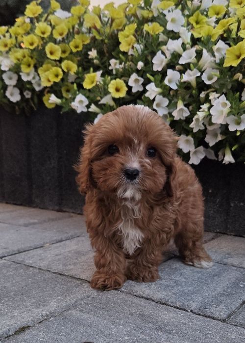 Cavapoo Samczyk hybryda ras
