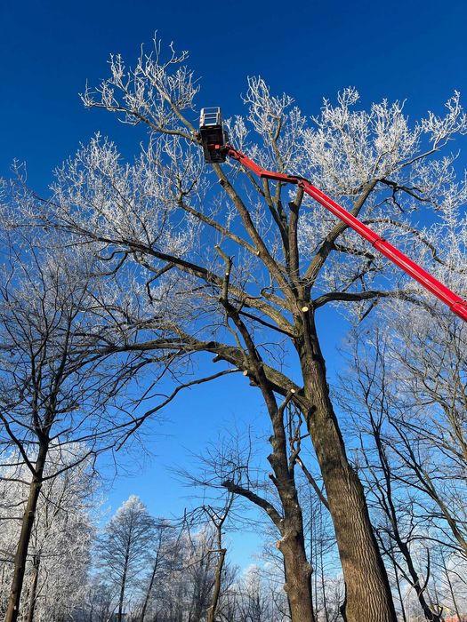 Wycinka,pielęgnacja,drzew,frezowanie,usuwanie karp,rębak,podnośnik