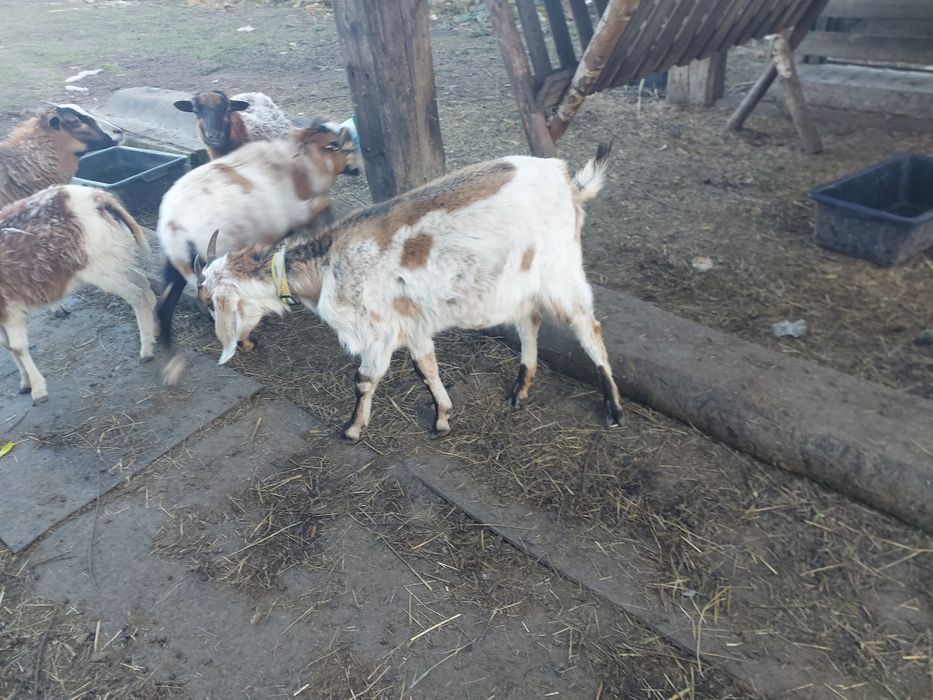 Sprzedam kozy anglonubijską