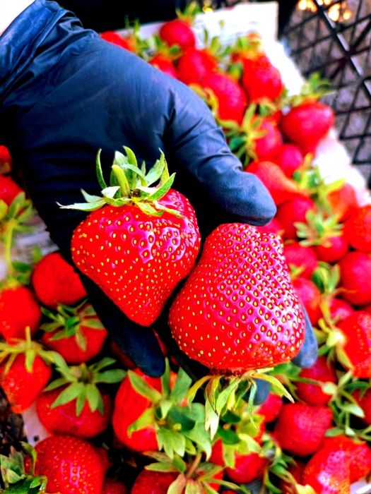 Продам свіжекопані саджанці ремонтантної малини .