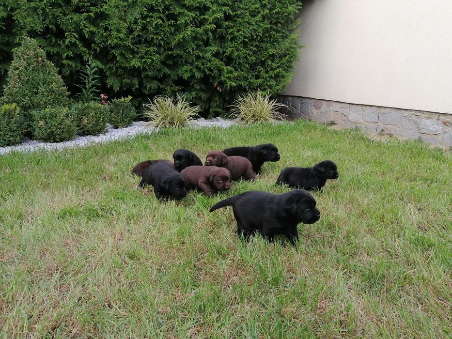 Labrador retriver suczka sunia