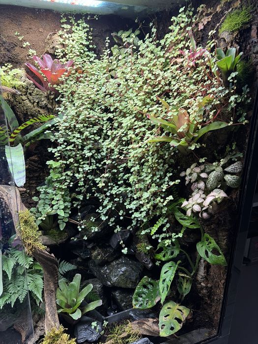Terrarium/ paludarium/ wiwarium