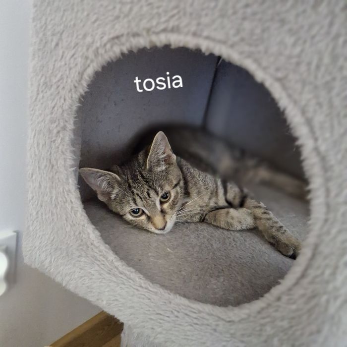Kotka do adopcji