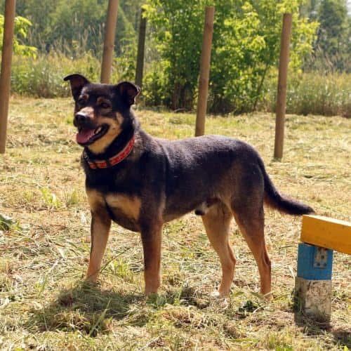 Od lat wspaniały Dino szuka domu