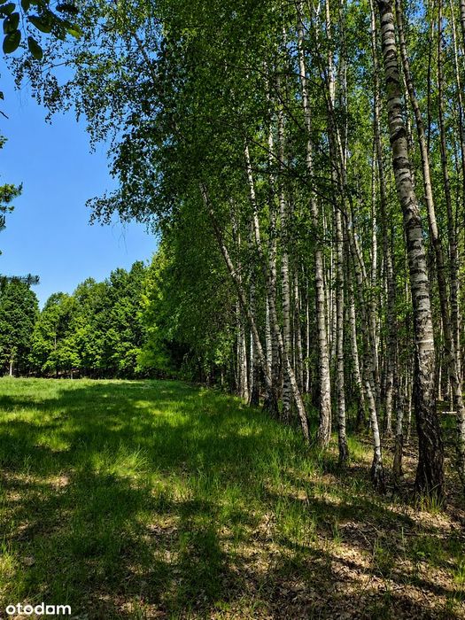 Dom z dużą działką i własnym lasem | Stary Helenów